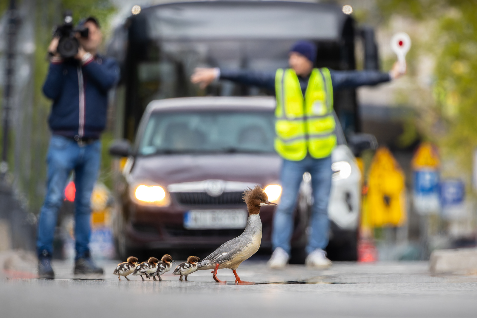 Nowadays, the journey of Common Mergansers in Warsaw is stressful and difficult. They hatch in the park about 1km from the life giving Vistula river. Each mother has to arrive at the river ASAP due to lack of food and safety in the park. They travel with 2 canals, cross 3 underground passings created especially for them but their last obstacle is a large 6 lane highway. Each year a group of volunteers help them cross this deadly road by stopping traffic. After the crossing they arrive safely at Vistula river, where they grow up. This image shows a mother Merganser crossing a smaller road, as it decided not to use a scary and dark underground passage below it. The volunteer blocks the road and a TV cameraman records this unique situation which occurs every late April in Warsaw Poland. Let's hope there will always be enough volunteers to stop the traffic for baby ducks.