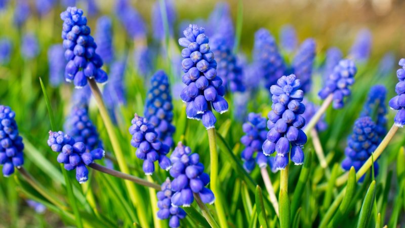 Armenian sapphire (muscari armeniacum) flowers closeup. Shallow depth of field.