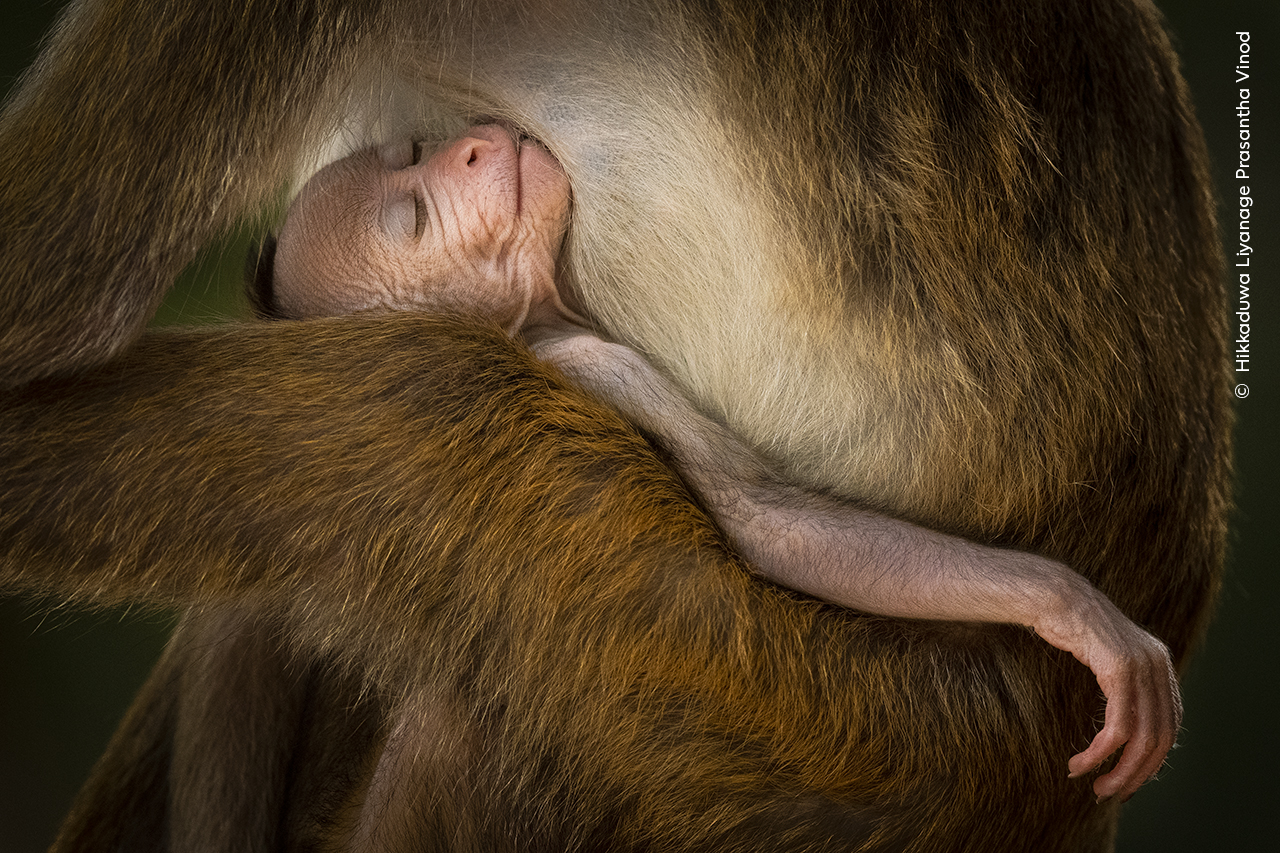 This baby toque macaque was happily suckling milk from it's mother. It was so relaxed it almost fell asleep.