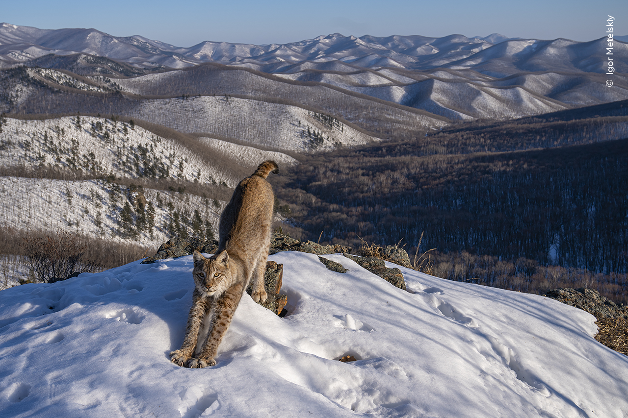 A lynx stretches on a snowy hill