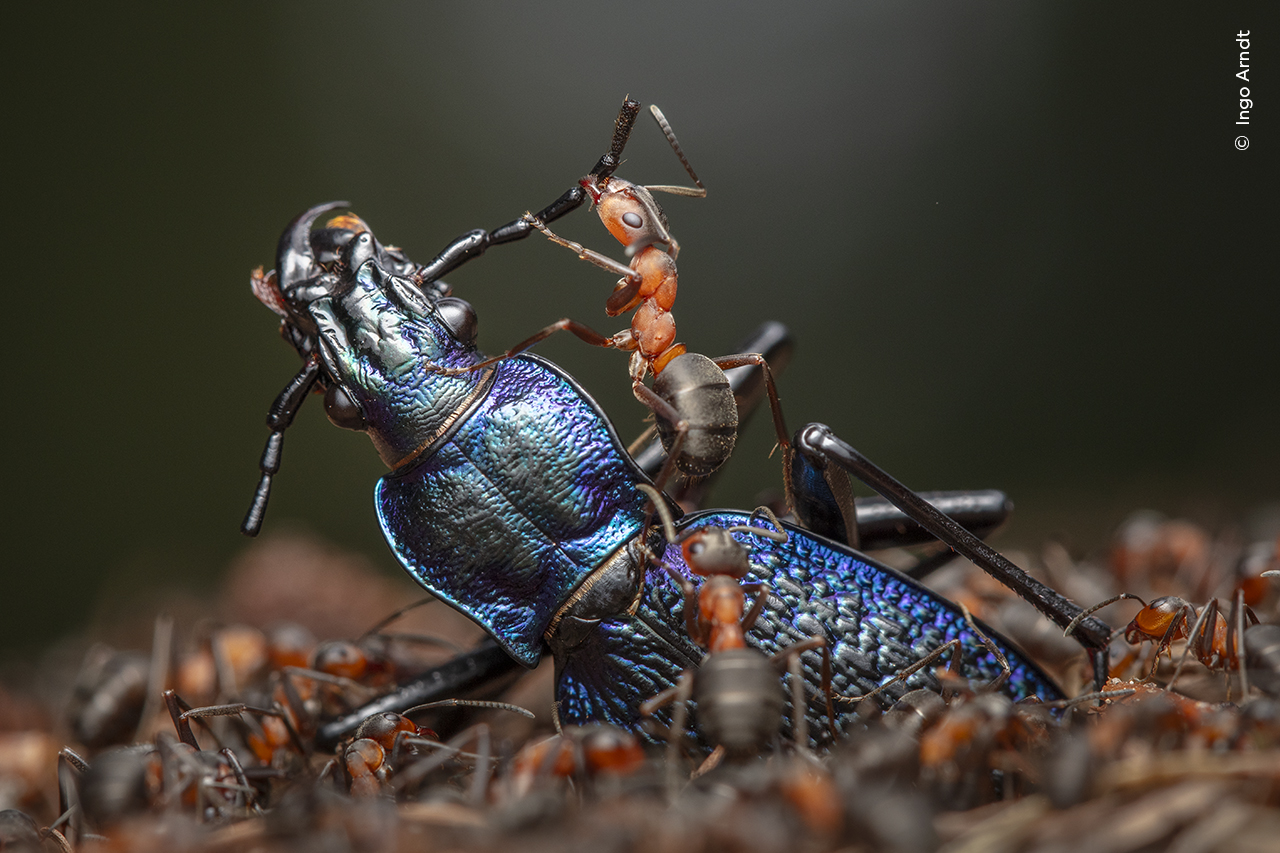 a swarm of red wood ants dismember a blue ground beetle