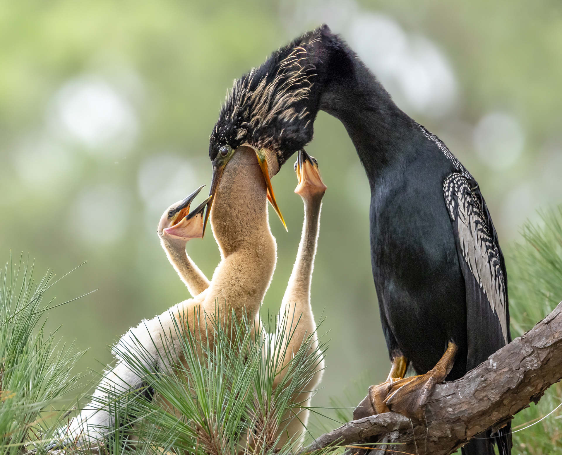 a mother bird feeds its young by putting its mouth over the baby's head