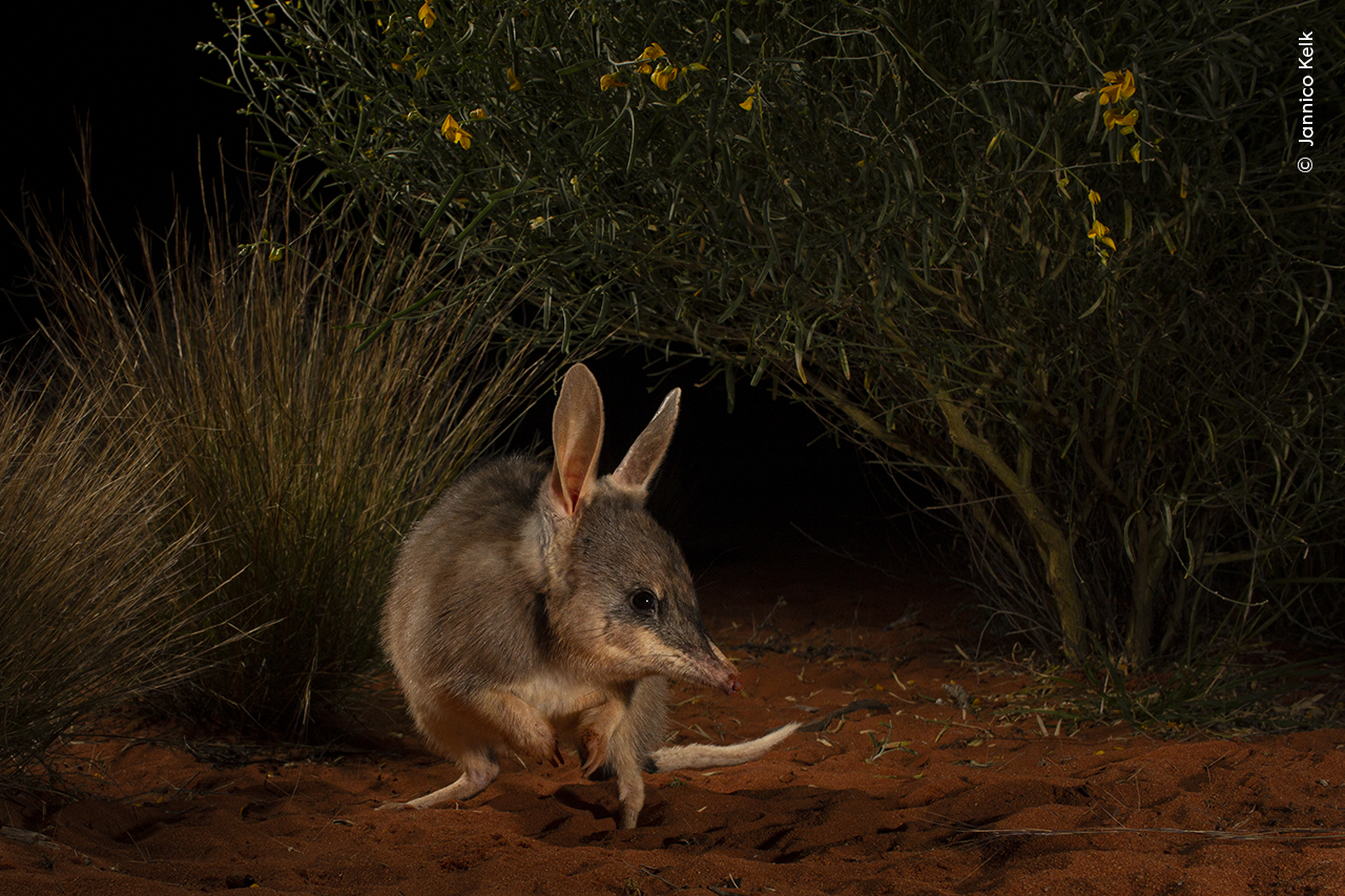 A reintroduced Thalka, (the word for bilby used by the Arabana people), foraging in an ecological safe haven, Arid Recovery, in the remote deserts of South Australia and photographed in 2022. Here the thalka/bilby continues to hold deep significance to Australian Indigenous groups, as a totem animal and plays a part of many Dreamtime stories. Their songs and stories run deep across the arid zones. In some areas, Thalka/Bilby were hunted as food and their tails used as decoration. Feral cats have decimated thalka//bilby populations across Australia and are now found in some of the most remote deserts where cats can not cope with the heat or heavily managed reserves like Arid Recovery where the species has been reintroduced. Some of the last people to come out of the desert wore bilby and cat tails as decoration on belts. For a short period there was a time where cats and bilbys were both hunted. At Arid Recovery, scientists and indigenous ranger groups participate in two-way science, showing each how to manage the land and allowing threatened species and culture to thrive.