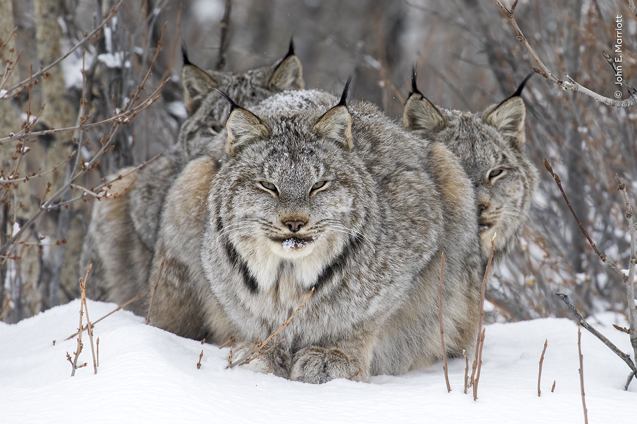 A lynx gazes directly at‌ the camera ‌while standing protectively over​ its young.