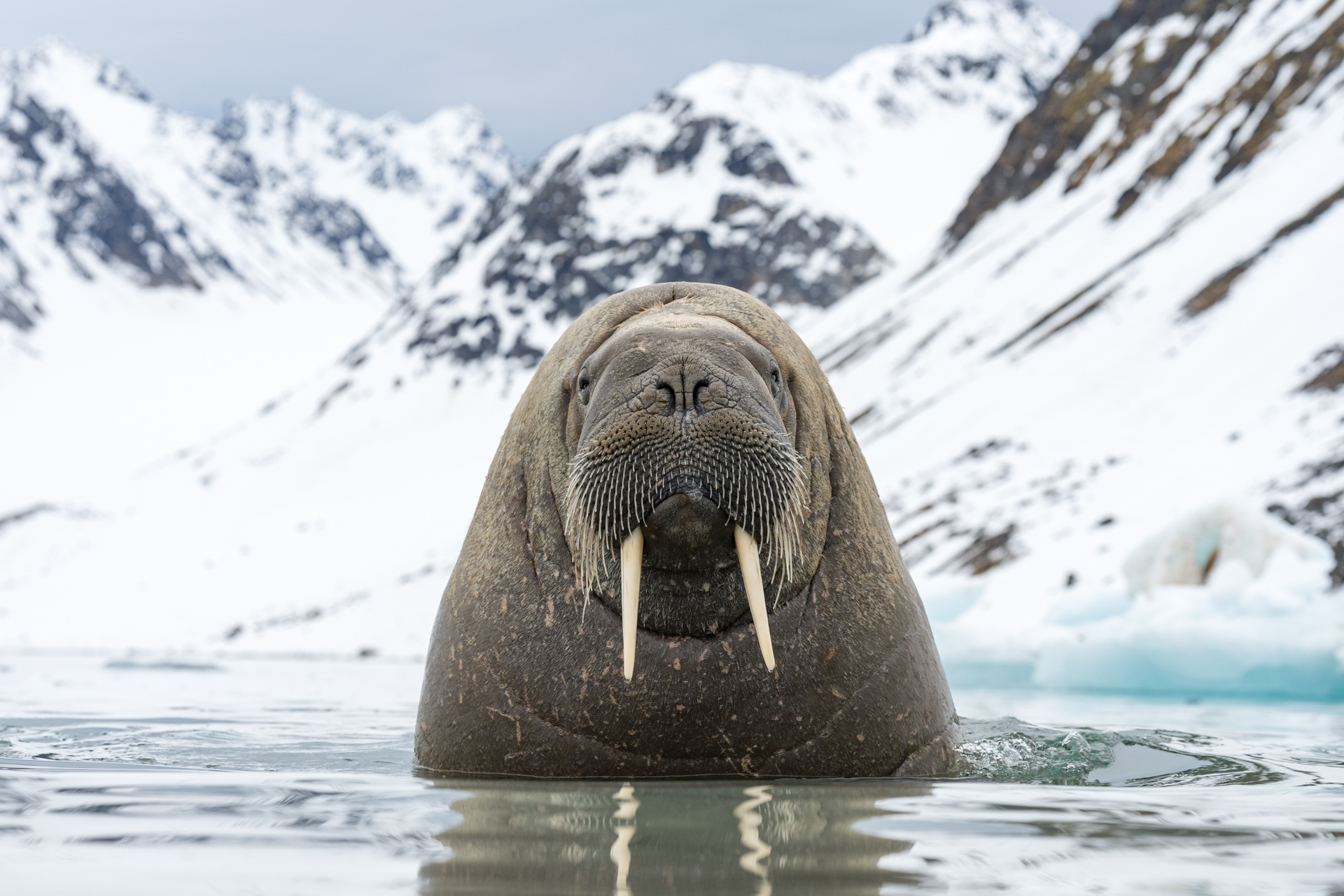 a walrus emerging from the water in front of snowy mountains