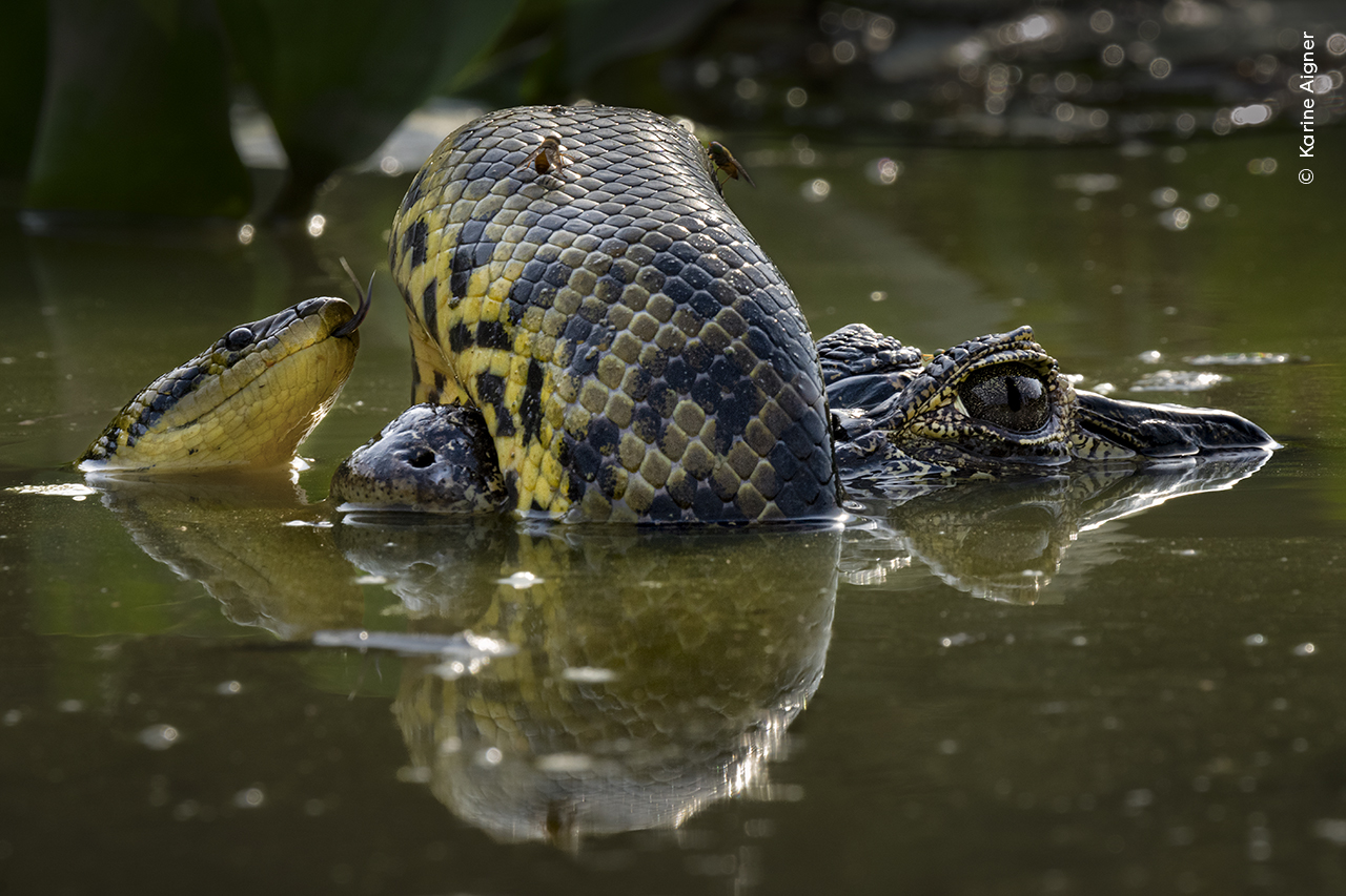 A ‍yellow ⁣anaconda wraps itself around a caiman's⁤ snout.