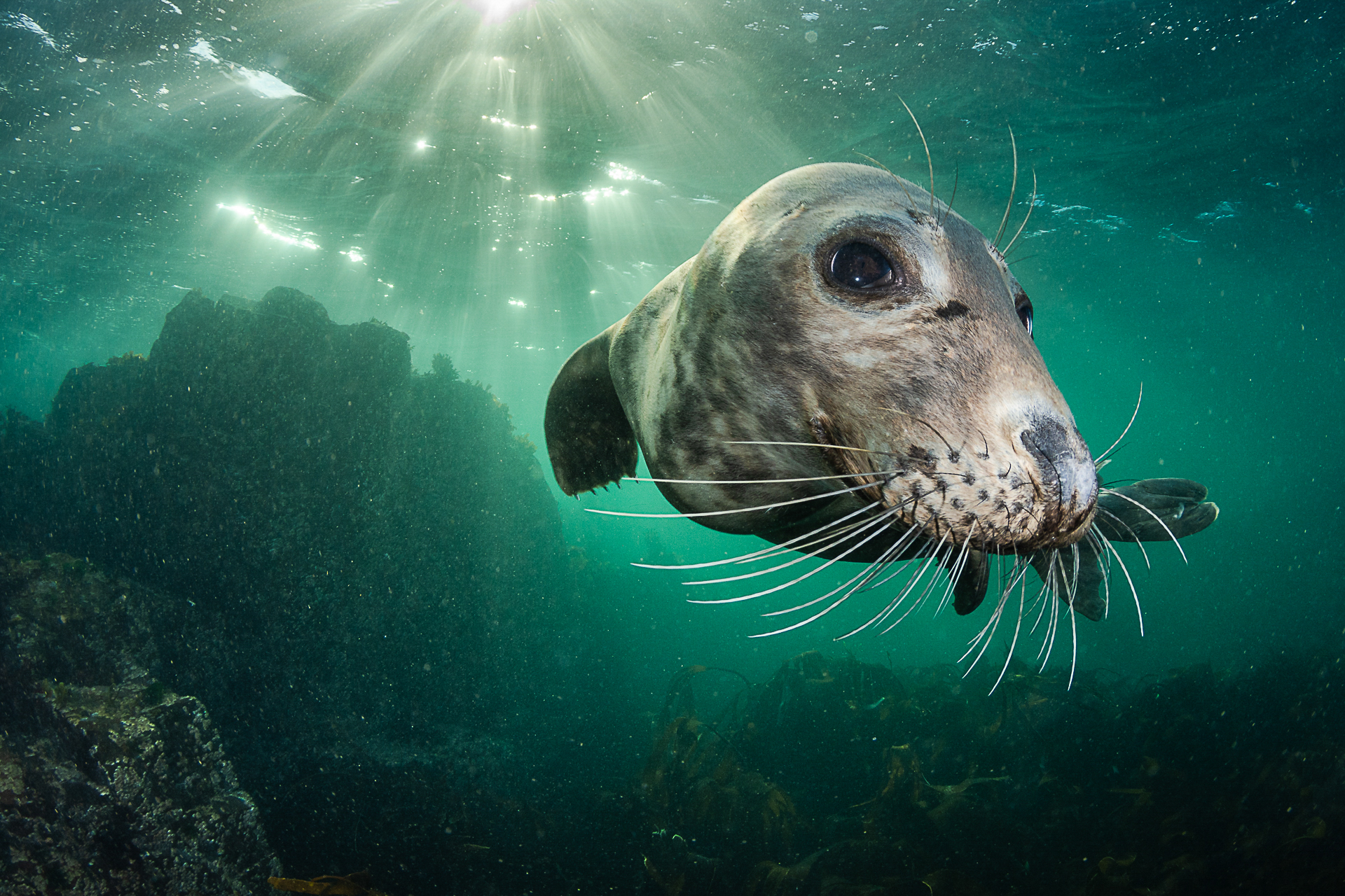 a seal looks at the camera underwater as a sunbeam shines down