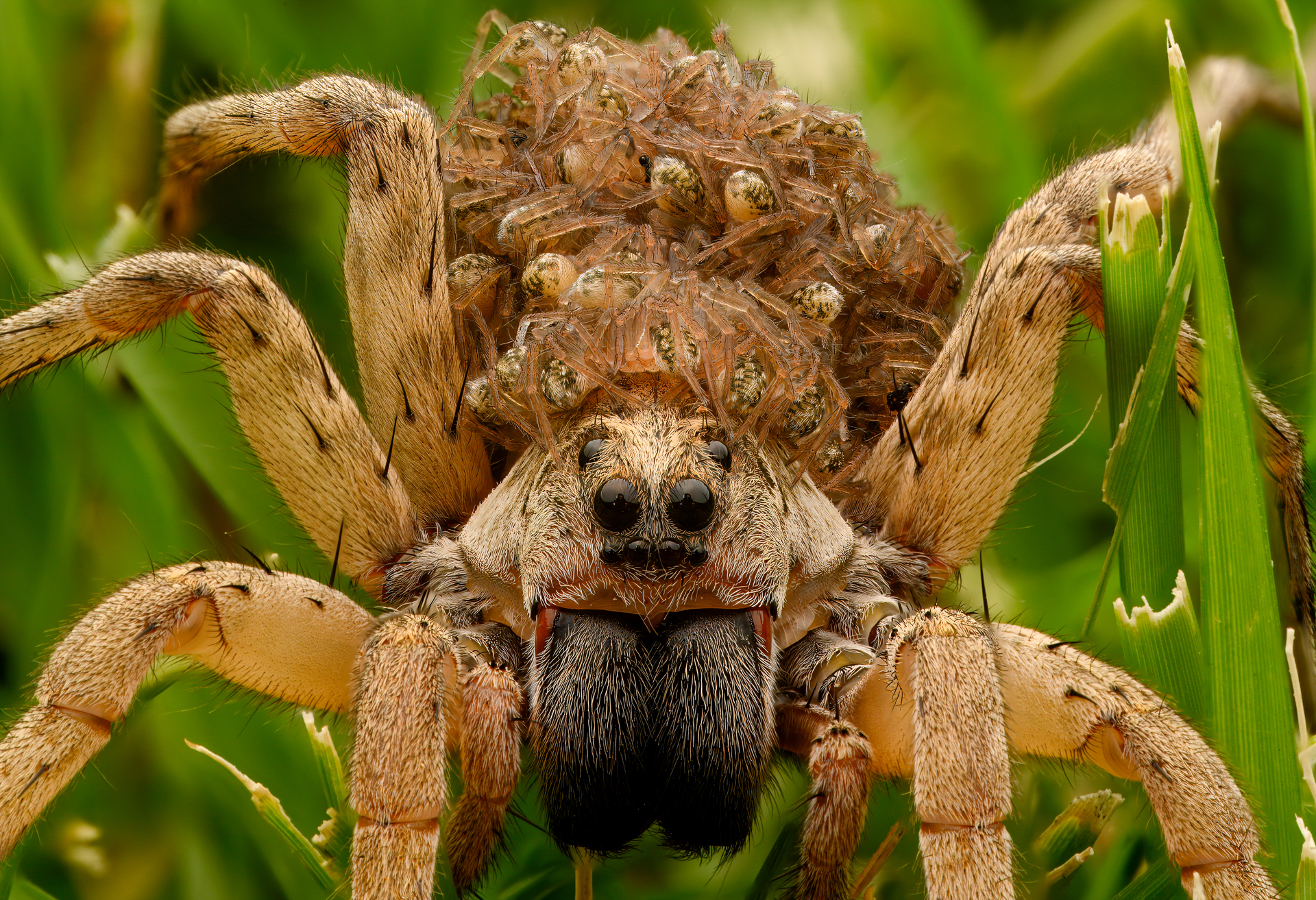 a wolf spider with a head covered in baby spiders 