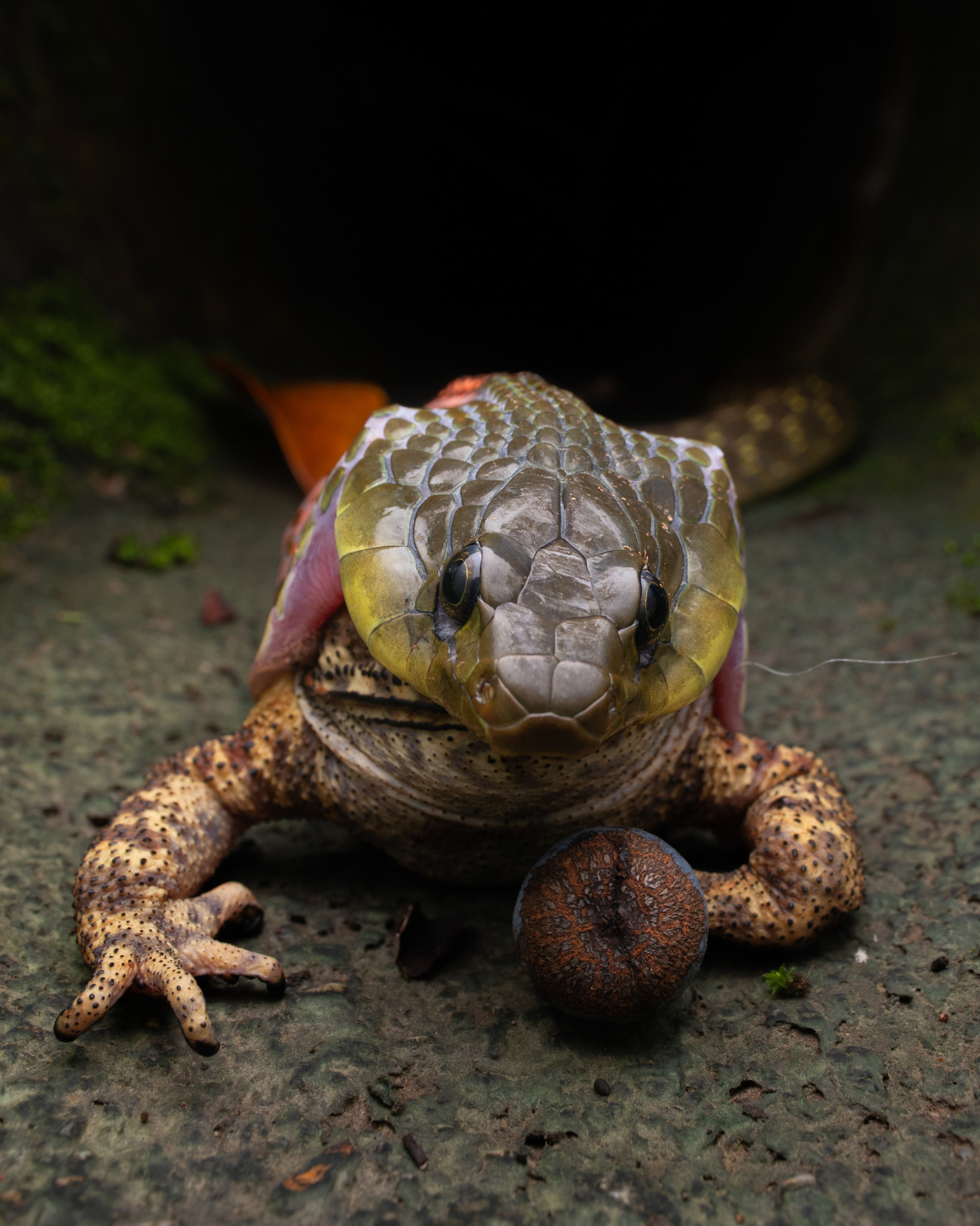 a snake eats a toad