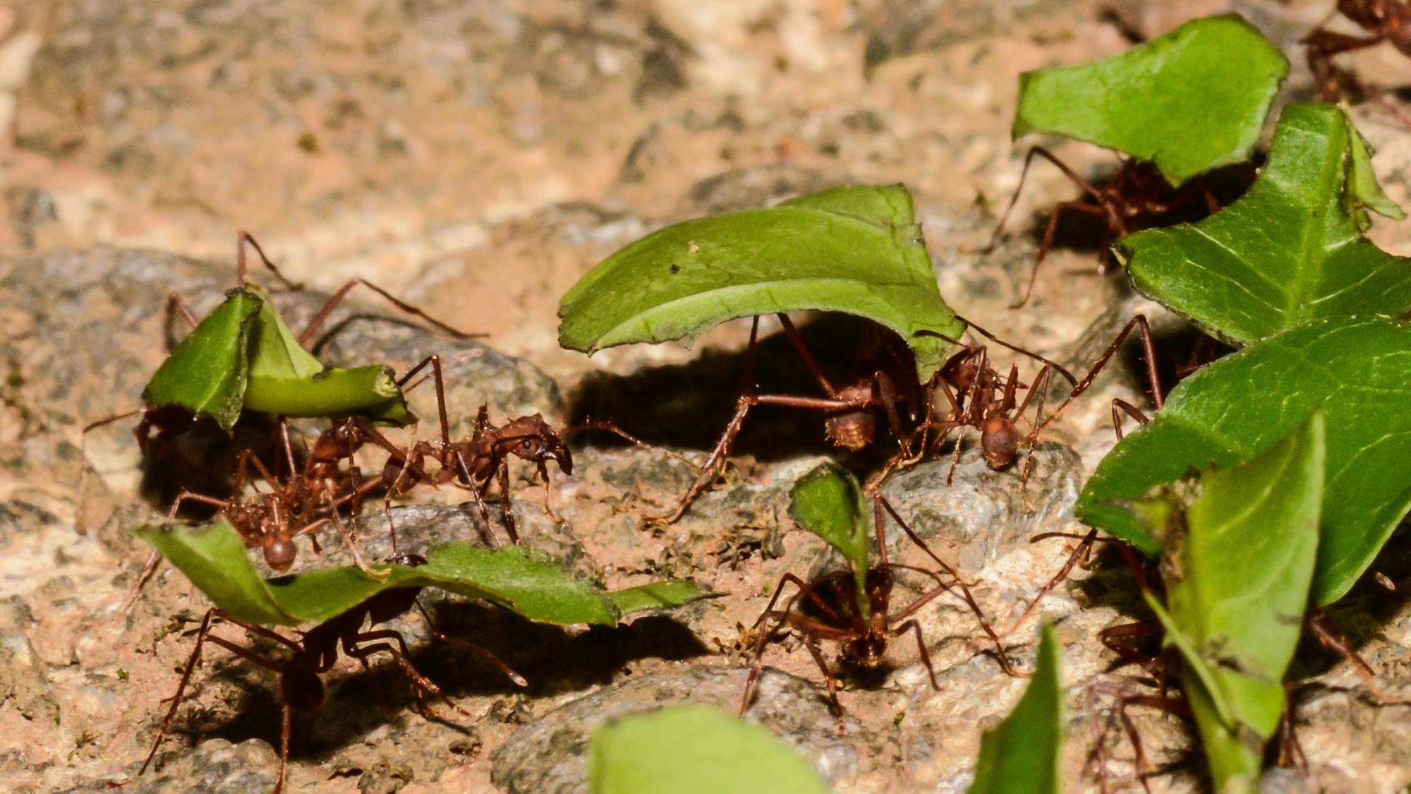 The dinosaur-killing asteroid turned ants into farmers | Popular Science