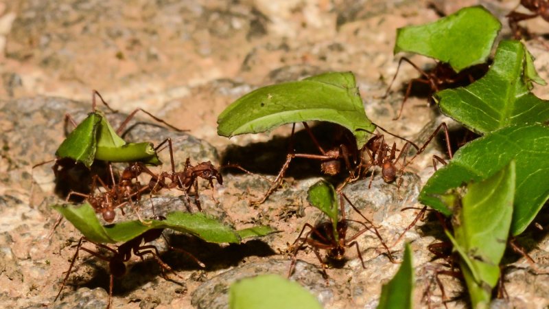 Leaf cutter ants