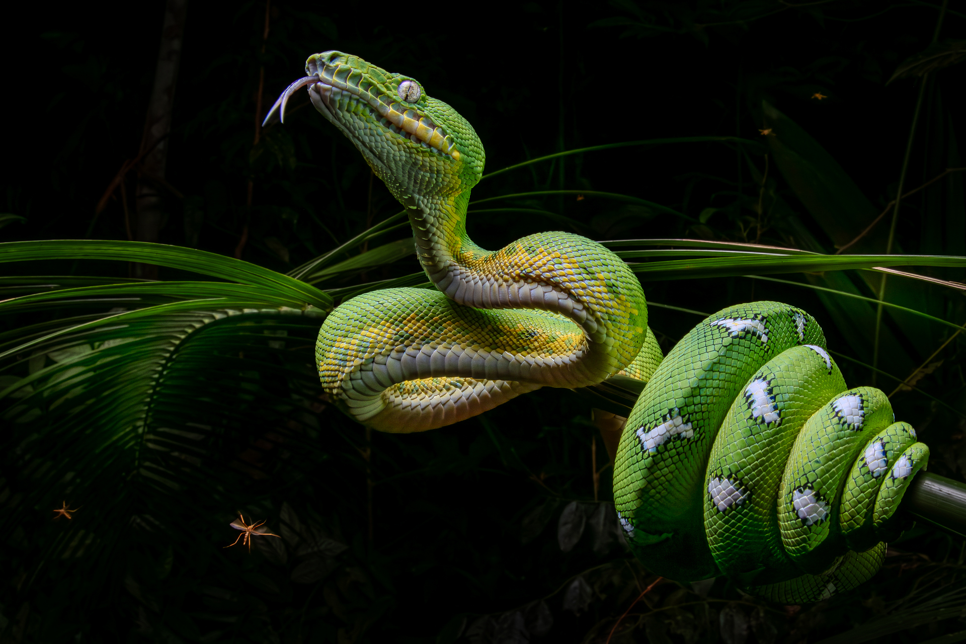 I was on a night walk in the Peruvian Amazon rainforest when I stumbled across this emerald tree boa. I saw a vivid green colour with my flashlight which looked so vibrant it couldn't of been a plant... Upon closer inspection, I couldn't believe what I had just found. There were many mosquitoes in this area which were both biting me and the snake. After many mosquito bites on my end it was definitely worth it. I used one hand held flash and wide angled lens to take the photo. Tambopata, Peru