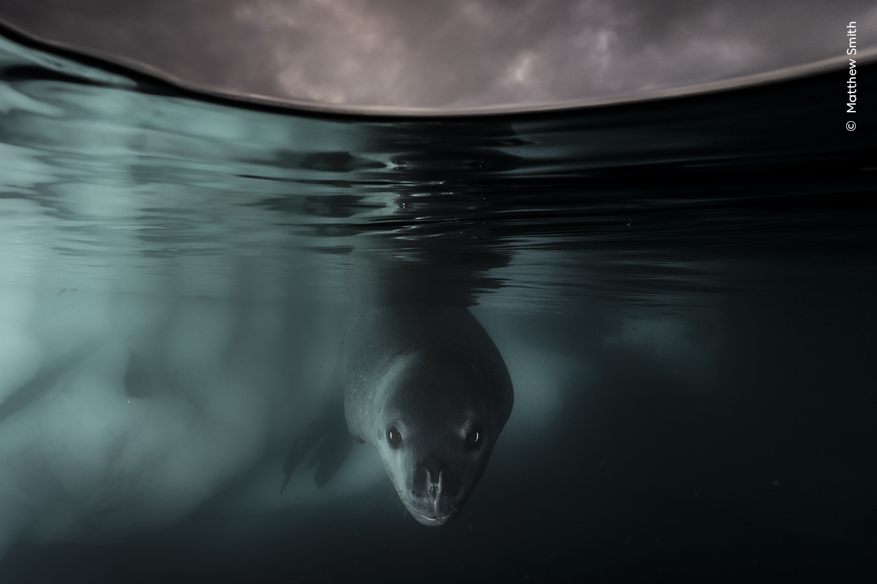 A young ​leopard seal ‍curiously approaches a sailing boat in Paradise Harbour.