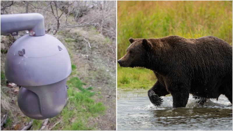 Side by side of nature camera and brown bear