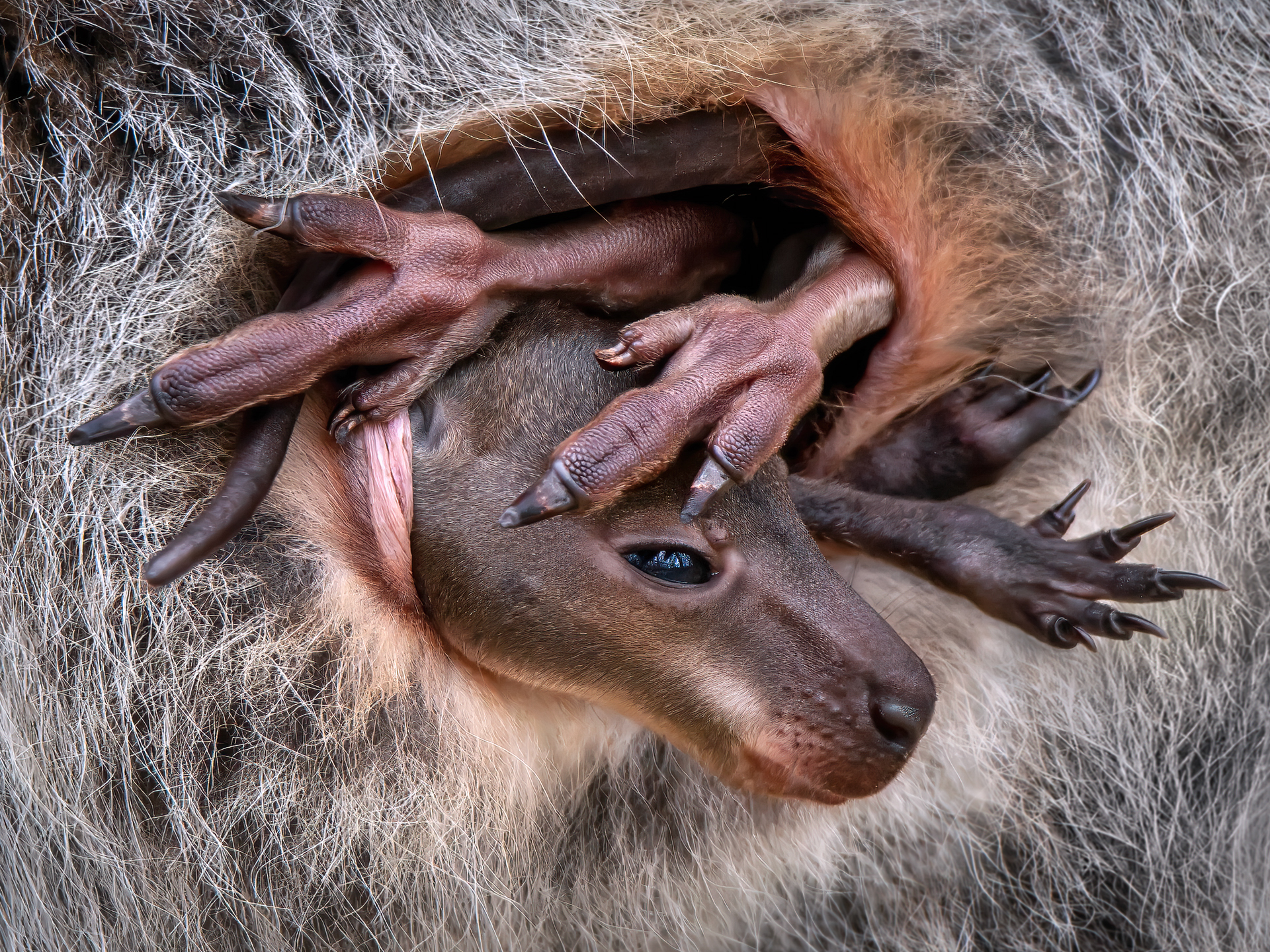 a baby wallaby emerges from its mother's pouch