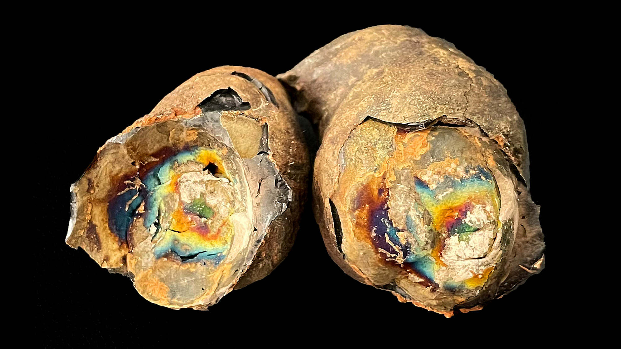 a cut open piece of fossilized poop with rainbow irridescent colors inside