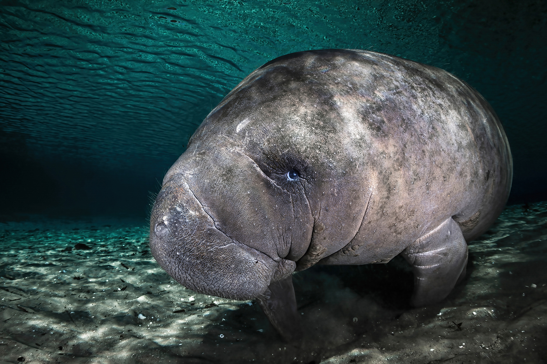 a young manatee looks sheepish