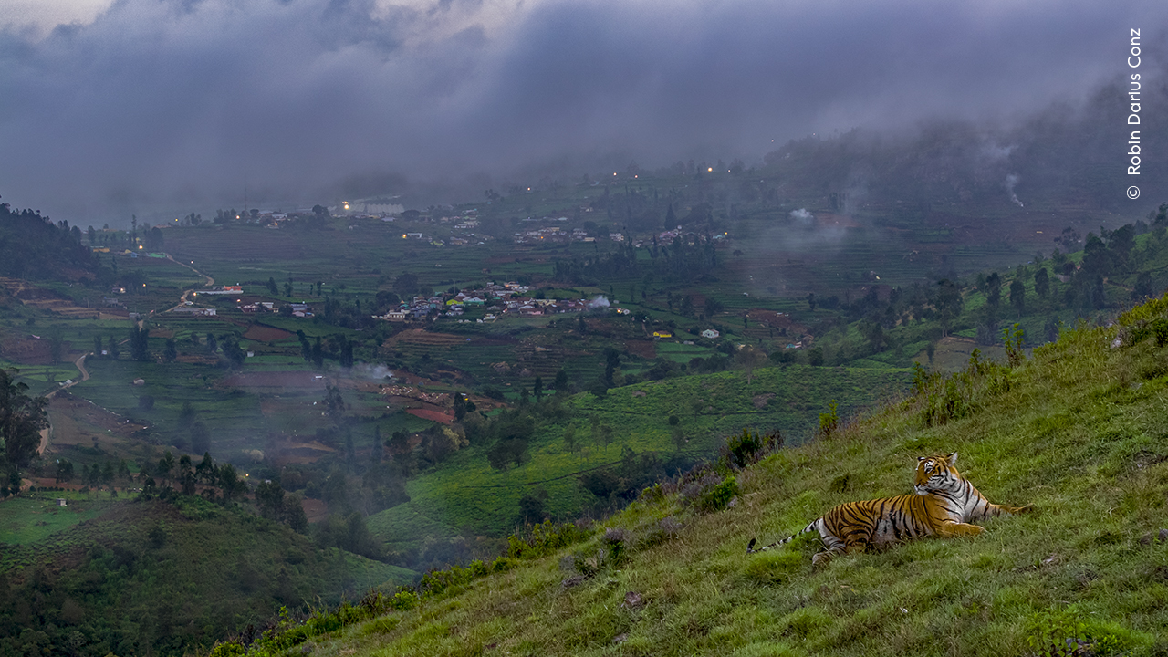 A ‌tiger relaxes on a ‌hillside with ‍buildings from a ⁤small village in the background.