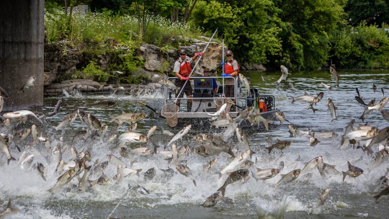 Jumping carp disrupt recreational boating and other water-based activities.