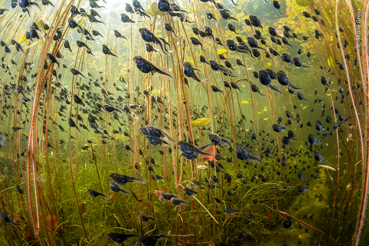 Western toad (Anaxyrus boreas) tadpoles among lily pads in a lake on Vancouver Island, British Columbia, Canada.