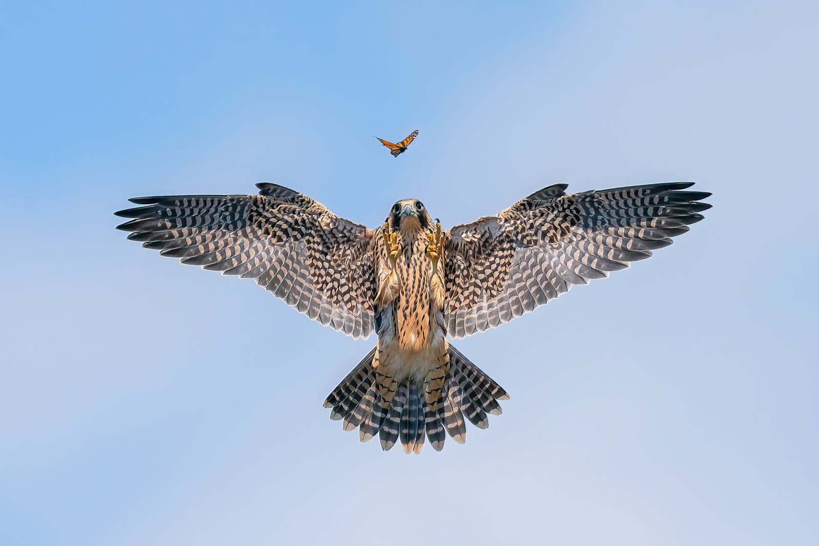 a young falcon zones in on a monarch butterfly. the falcon's talons are in full view as it pounces mid-flight