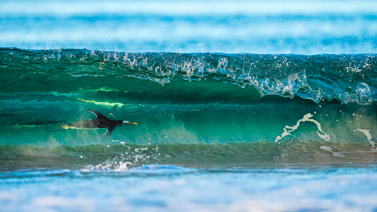 A penguin riding atop waves.