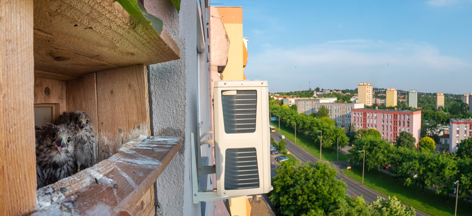 two baby owls ⁤on an apartment building side