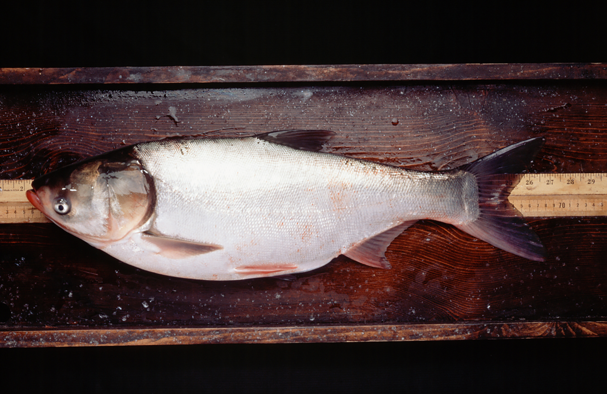 an00316: A specimen of Silver Carp (Hypophthalmichthys molitrix) an invasive species that is moving up the Illinois River and threatening to enter Lake Michigan. .Photo by David Riecks. Original scan at 7 x 10.8 at 500ppi. an00316r.tif Colormatch RGB an00316r