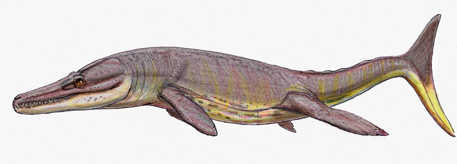 An artist's sketch depicting suchodus durobrevensis