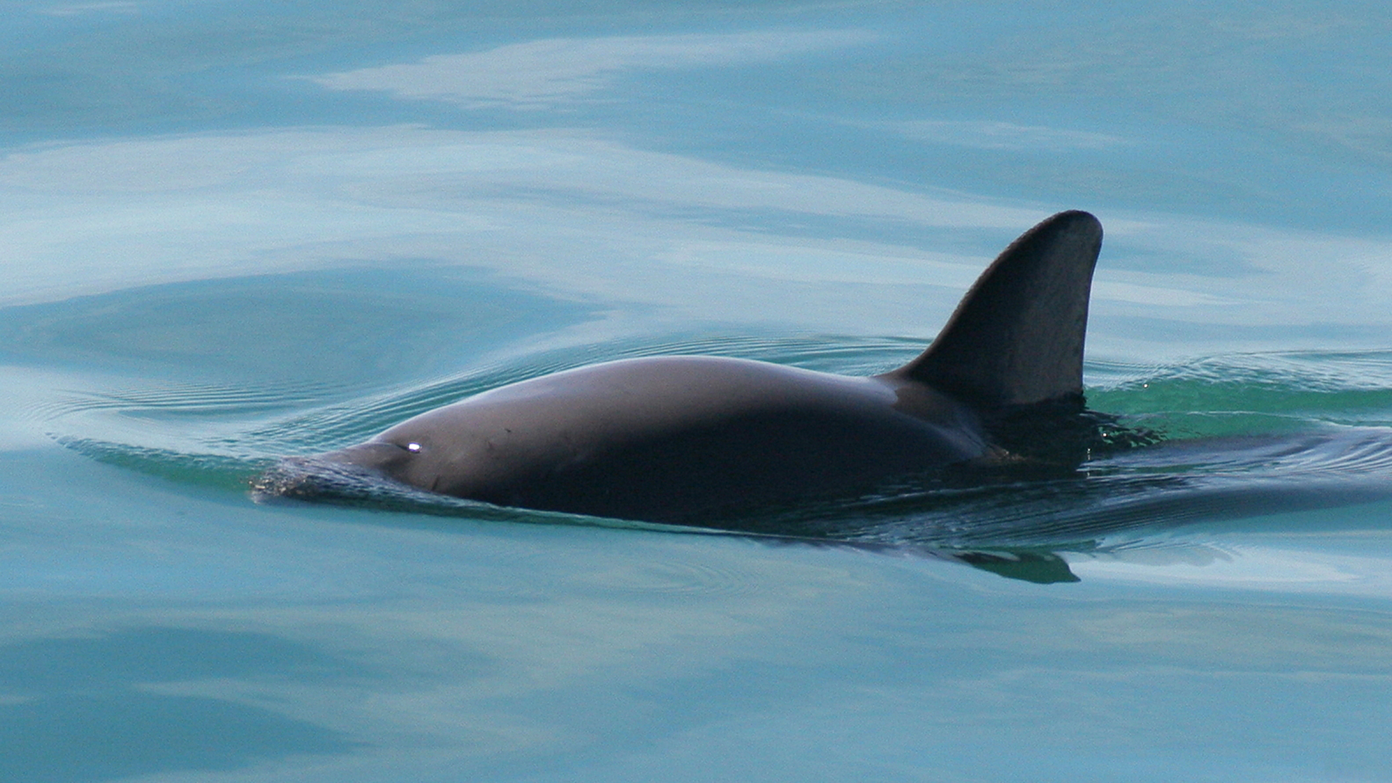 Vaquita