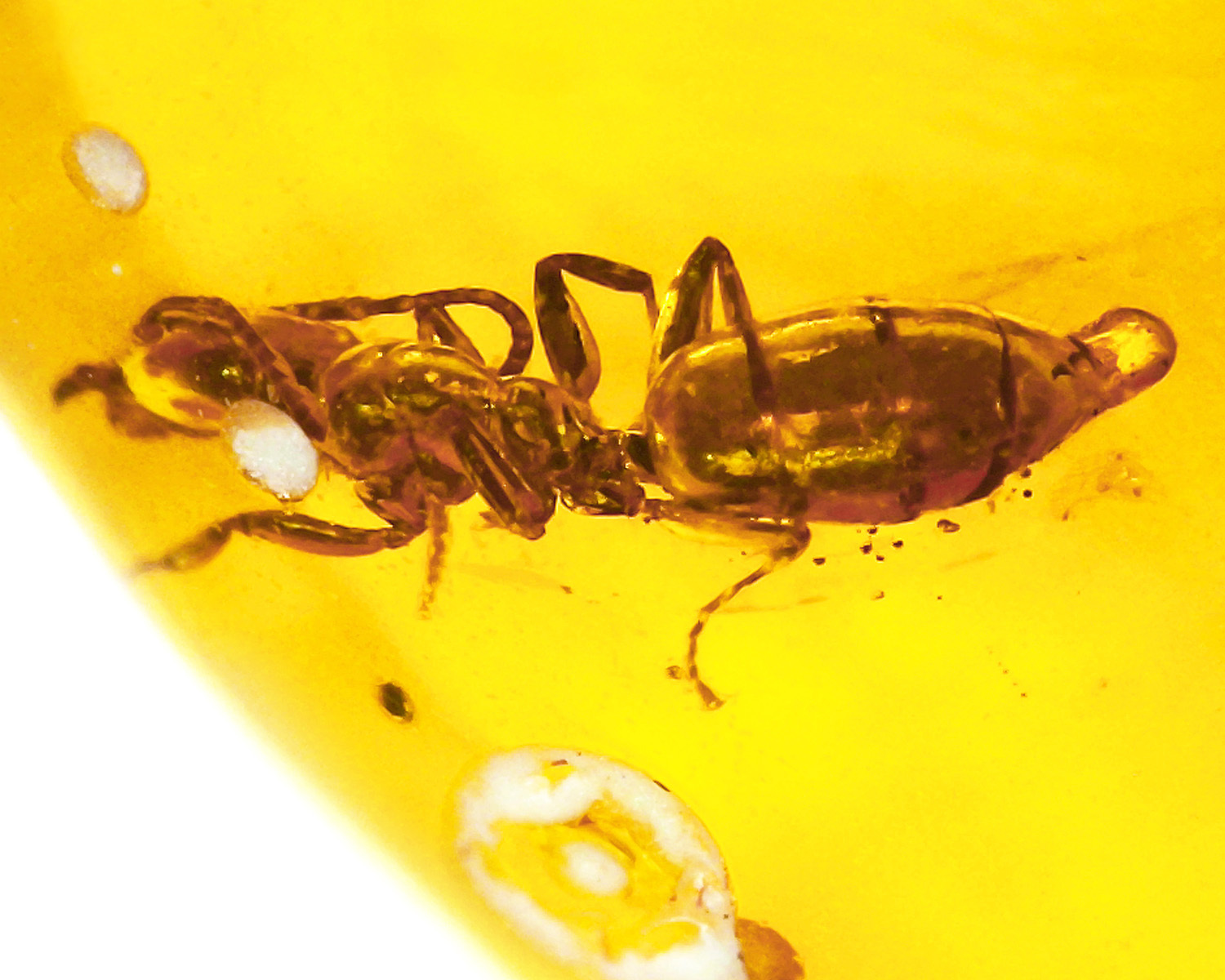 ant farts encased in amber