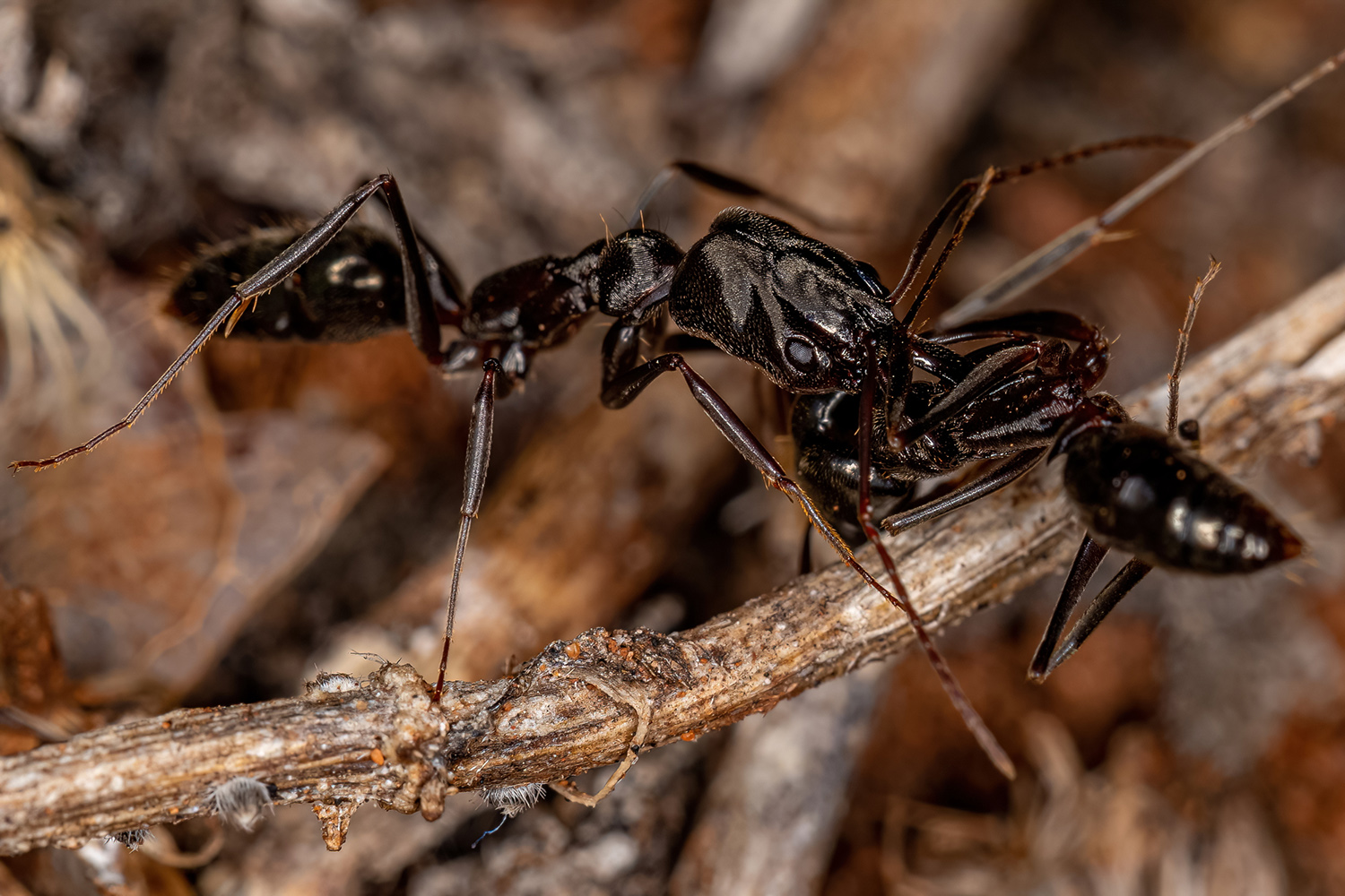 Adult Trap-jaw Ant of the Genus Odontomachus carrying a dead ant of the same species