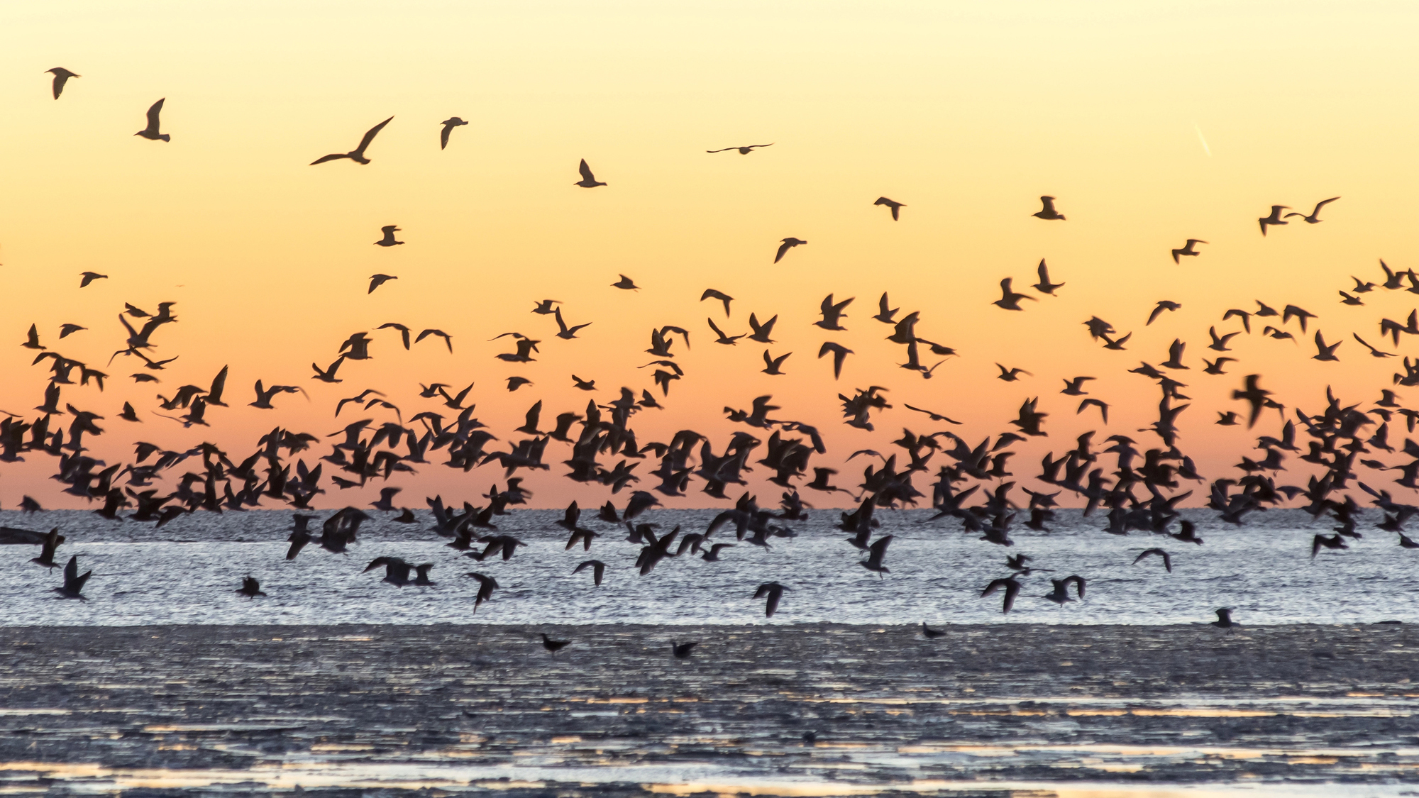 Migrating birds introduce forever chemicals into the food chain.