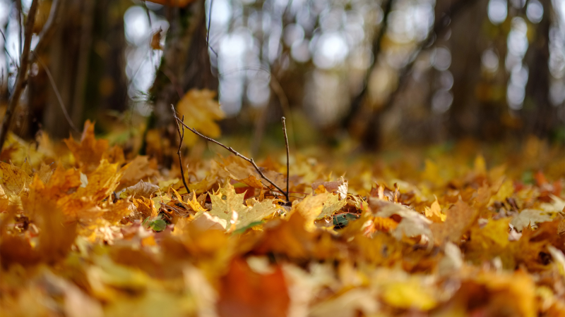 orange and yellow leaves on the ground of a forest