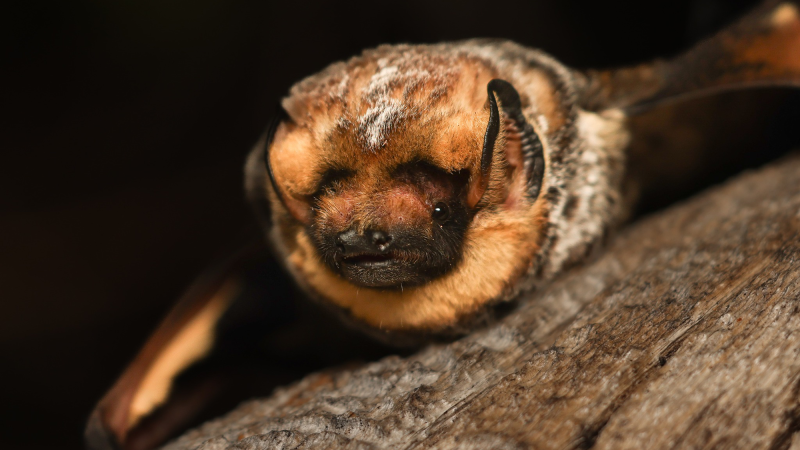 a bat with brown, black, and white fur and open eyes