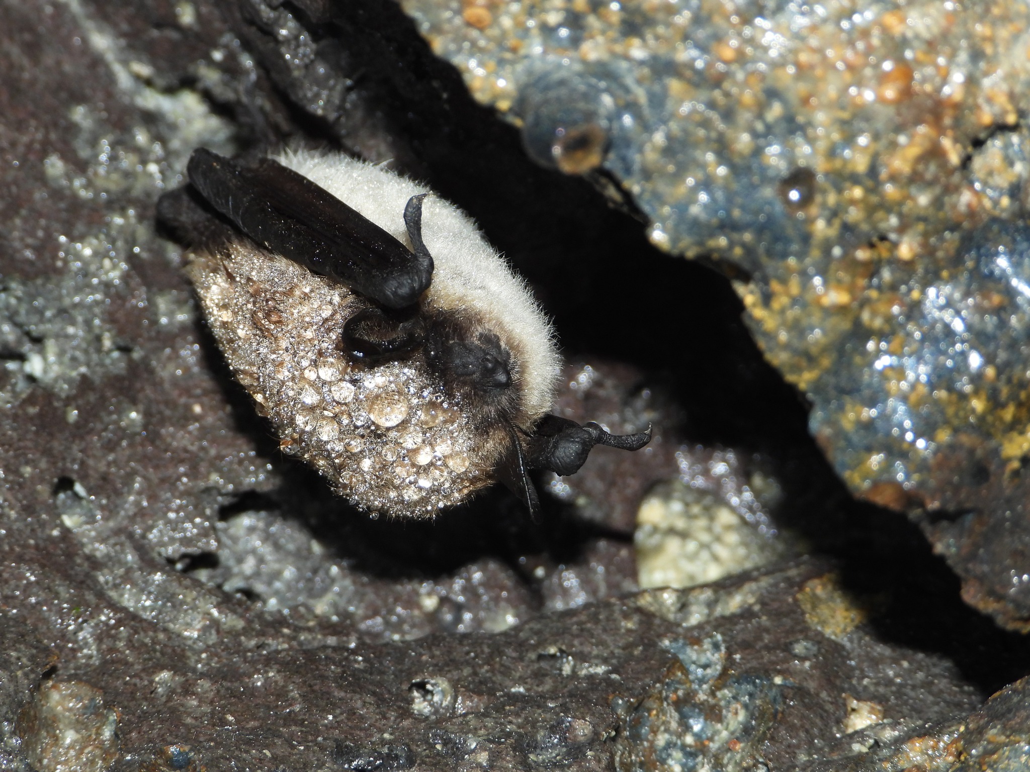 a bat sleeps upside down with water droplets on its fur that look like glitter