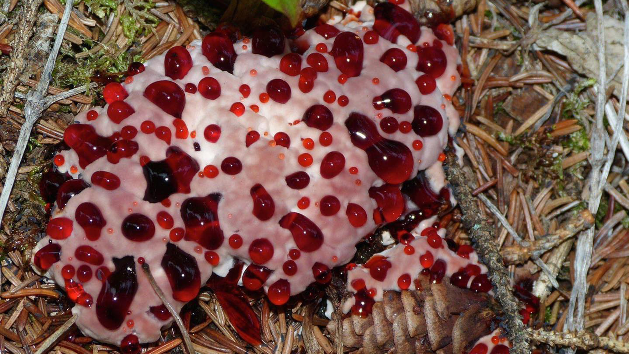 a white fungus with large red droplets that look like blood