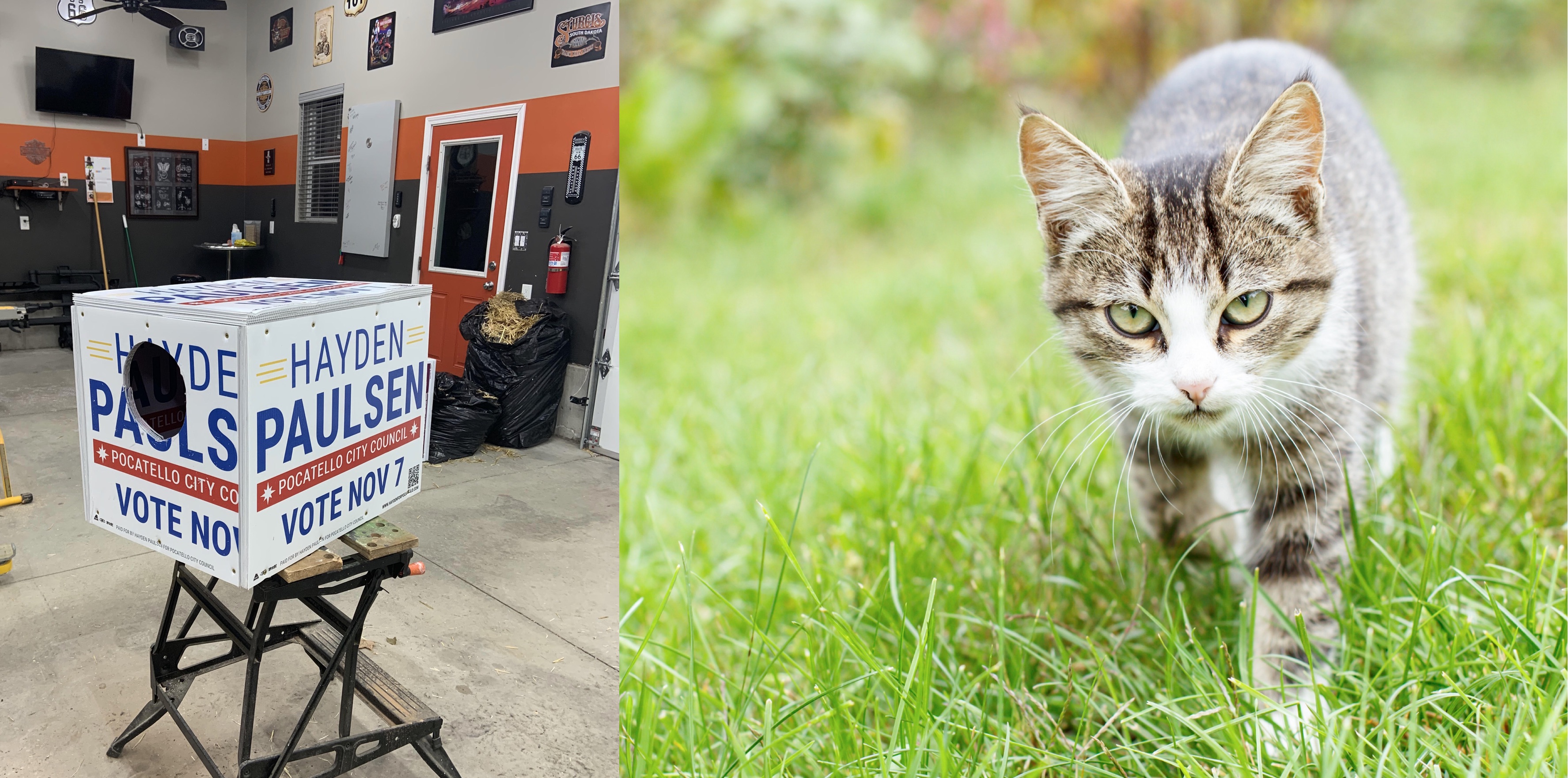 two photos: on the left a cat shelter made from campaign signs. on the right: a tabby cat in grass