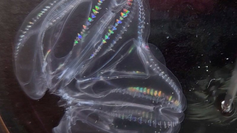 two oval comb jellyfish fusing together as one