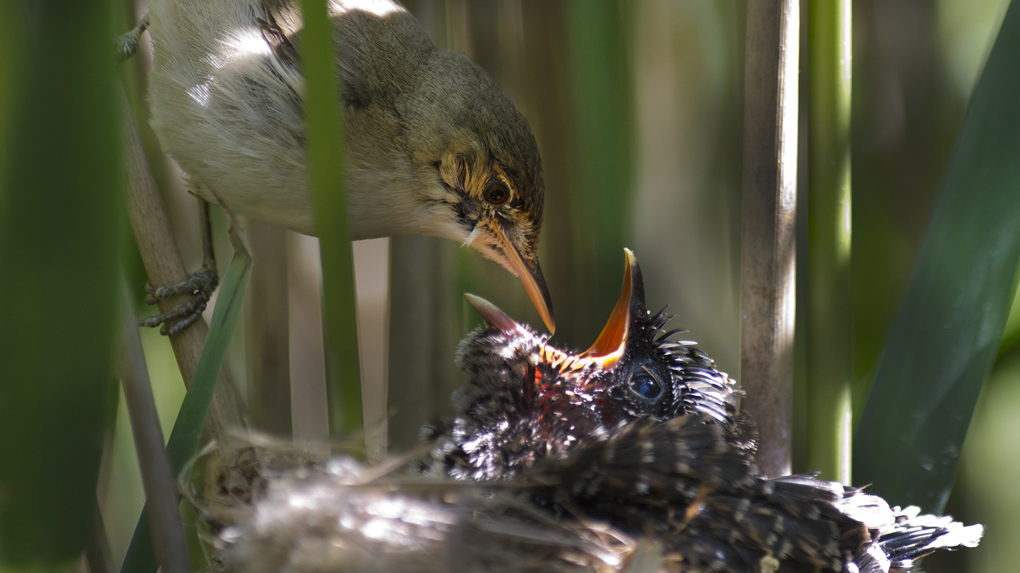 Young Cuckoo, Canorus cuculus, in Reed Warblers nest in reedbed, Norfolk UK.