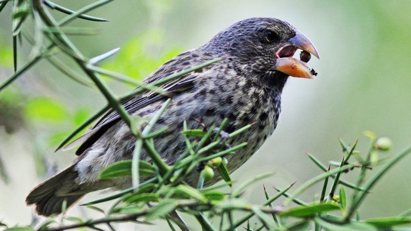 a finch with a sharp beak and dark plumage holds a round seed in its beak