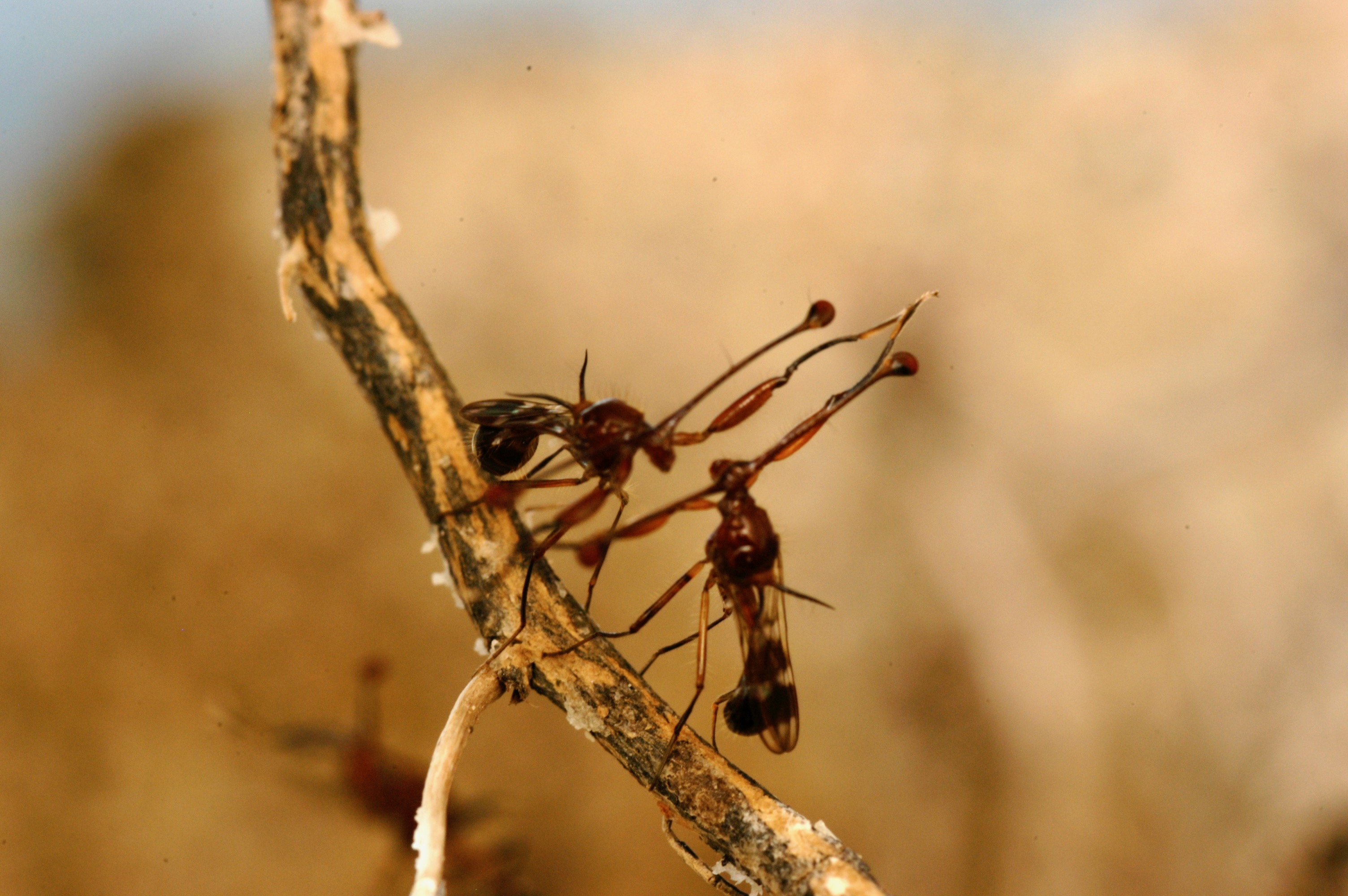 Two stalk-eyed flies engaged in combat on a stick.