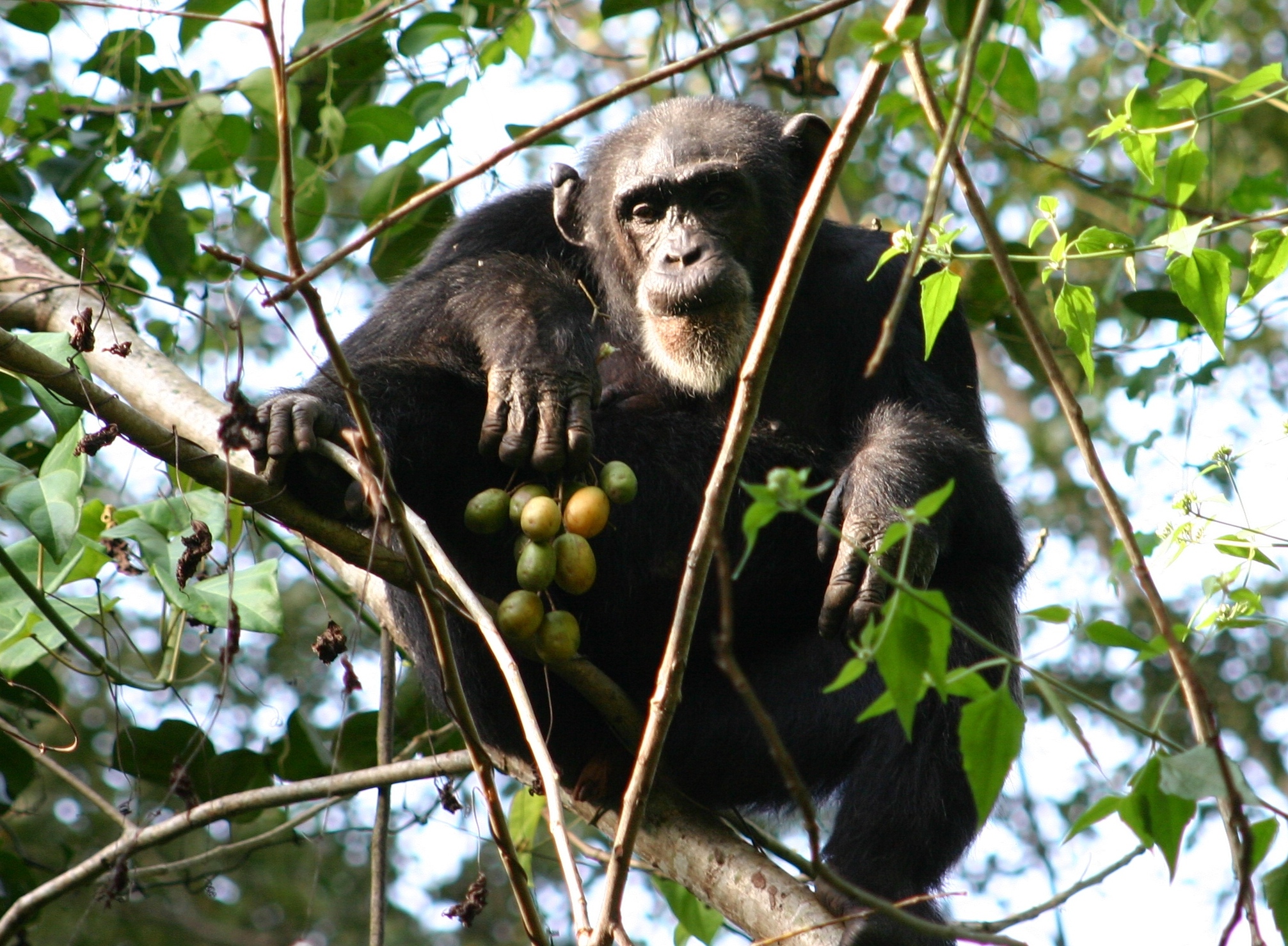 an adult female chimpanzee sits in a tree near several round fruits