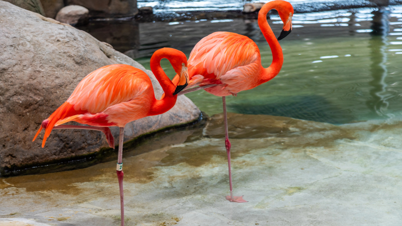 two pink flamingoes. both are standing on one leg