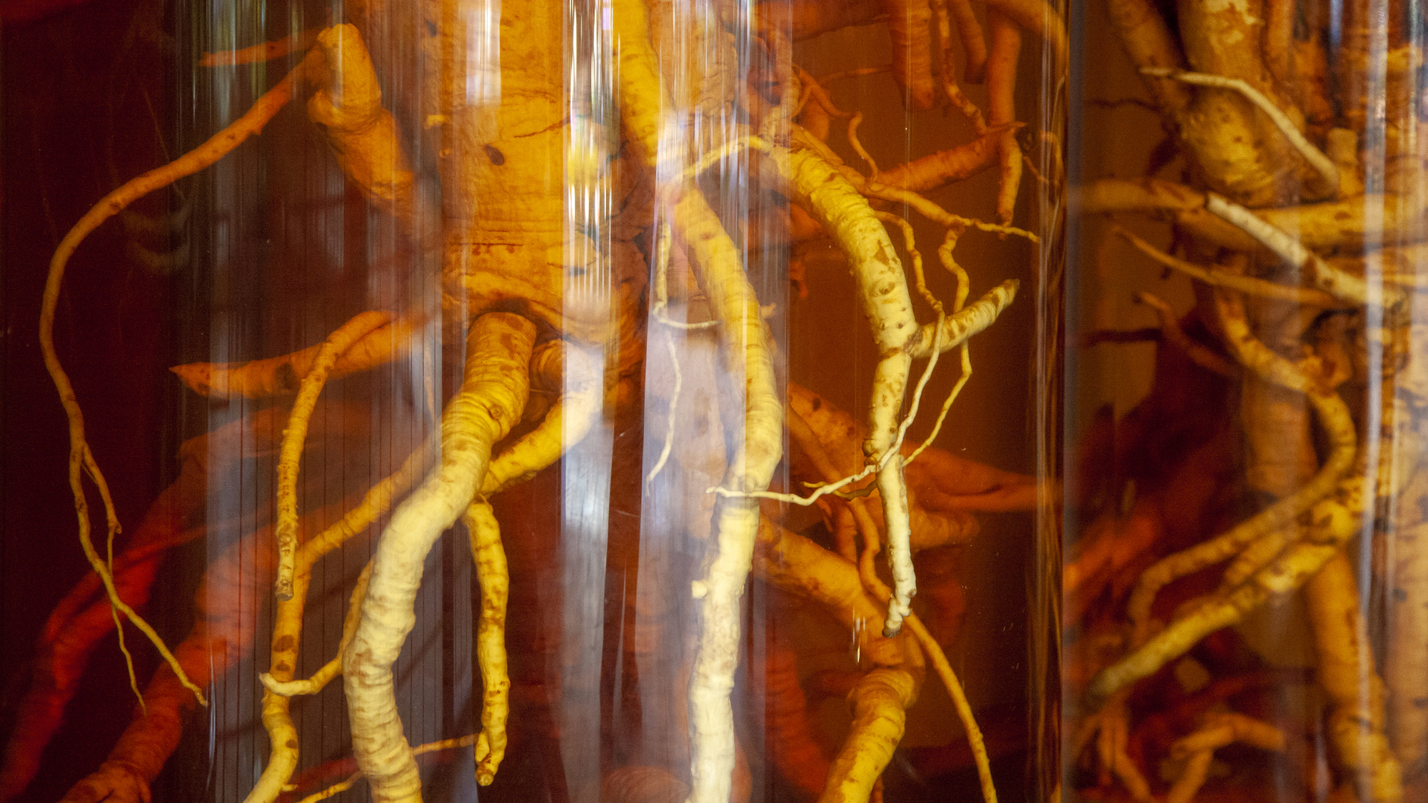 Ginseng root