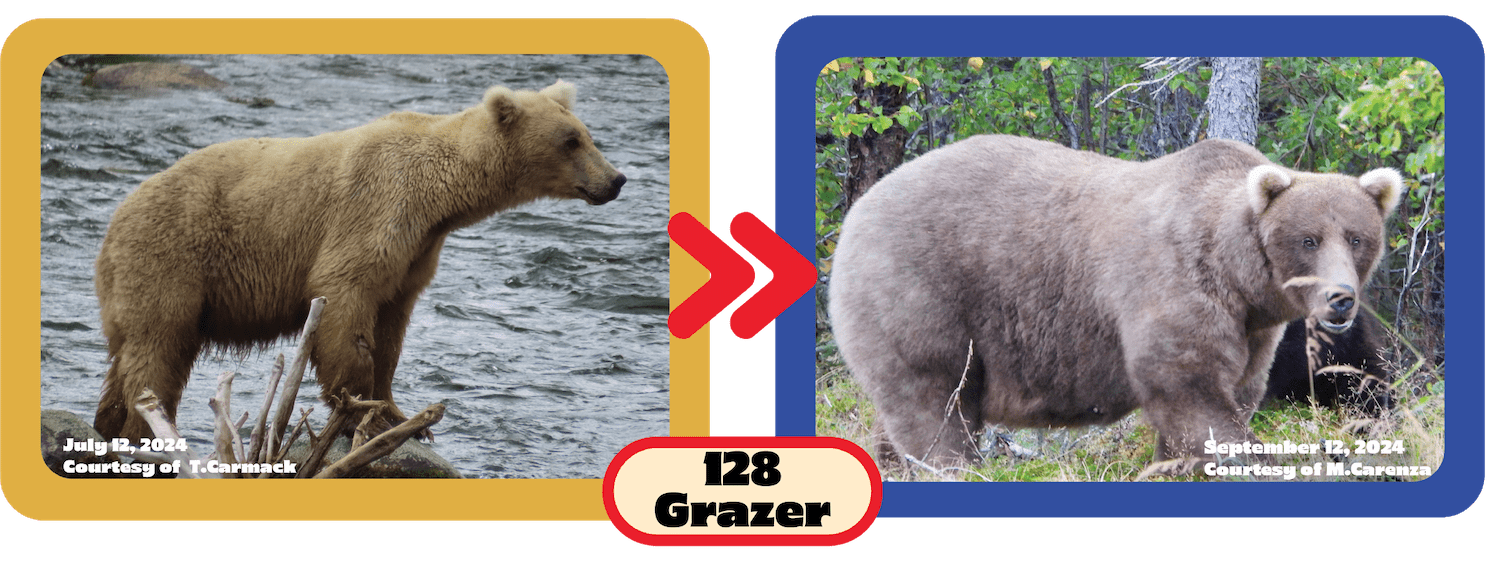 Before and after of Grazer brown bear bulking up for winter