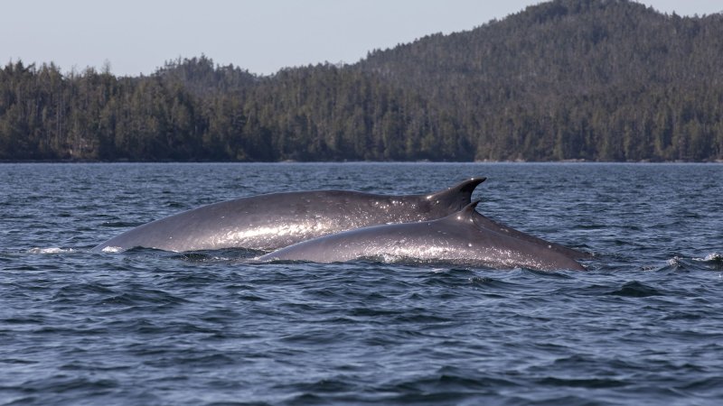 Although fin whales are the second-largest animals on Earth—stretching up to 27 meters long—they are sometimes misidentified as smaller minke whales.