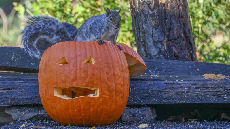 a grey squirrel climbs out of a jack-o-lantern