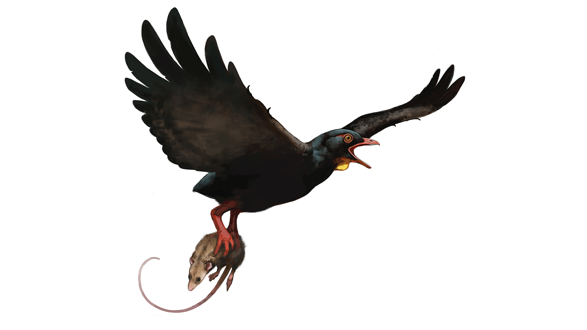 an illustration of a large hawk-like bird carrying a long tailed rodent in its claws