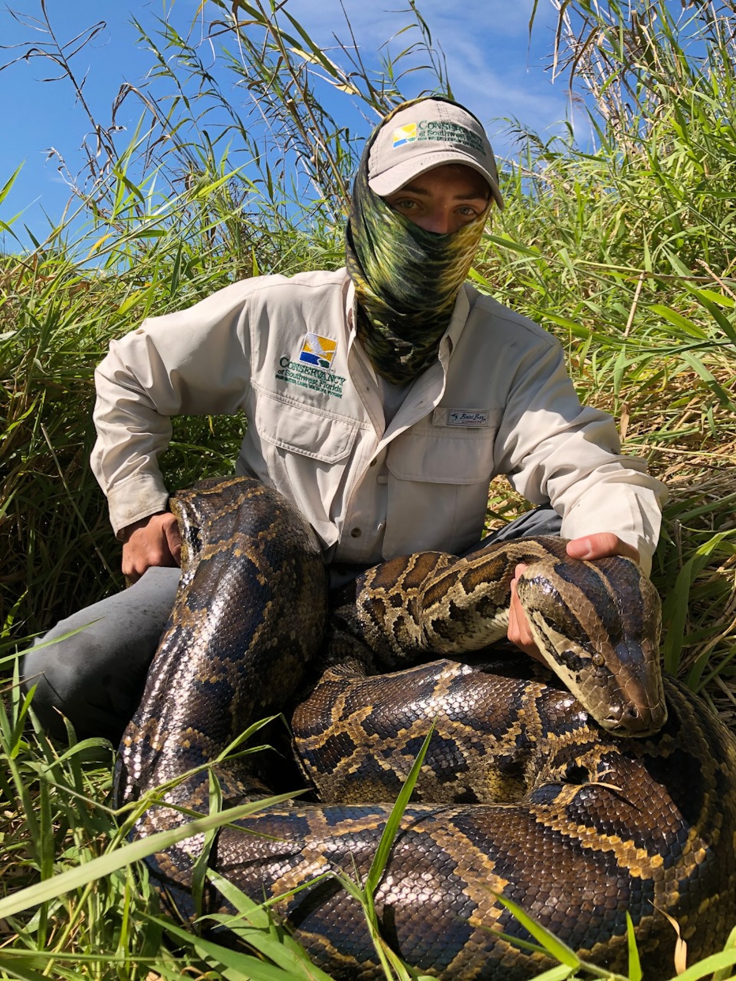 A biologist with the Conservancy of Southwest Florida holds a 15-foot-long Burmese python.